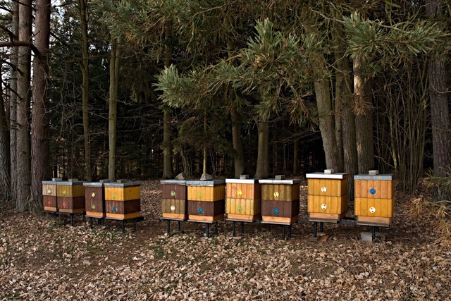 Un Rucher Rucher sauvegarde des abeilles