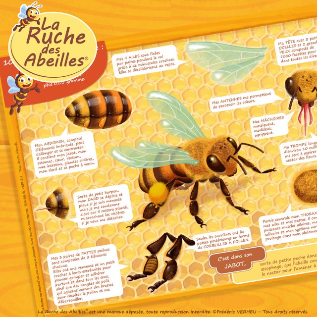 Enveloppe De Ruche Avec Abeilles Réelles – Couvre-cadres Apiculture, Coton Double Imperméable