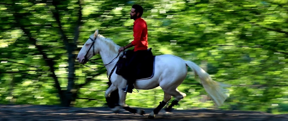 Espé à l'Elevage des Paris 2022