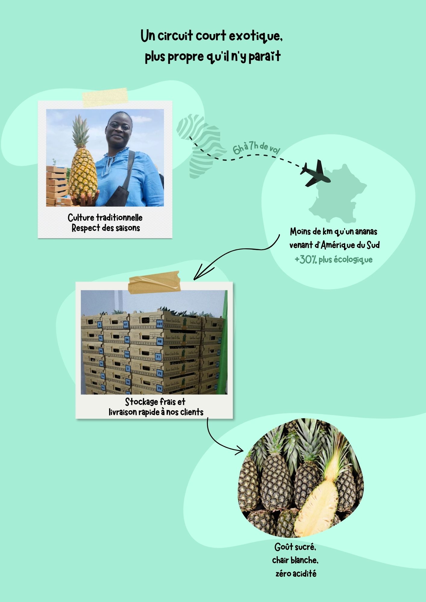 L’ananas pain de sucre débarque L’ananas pain de sucre débarque