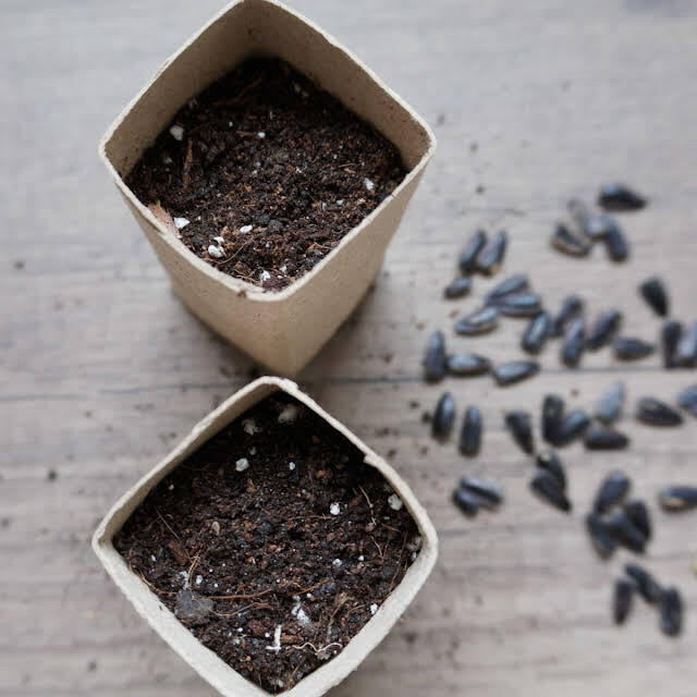 DIY rouleaux papier toilette pots à semis