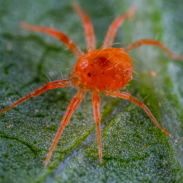 Lutter contre les araignées rouges